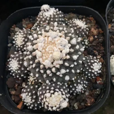 2PCS RareSucculent plant Copiapoa tenuissima Multiple heads Garden plant