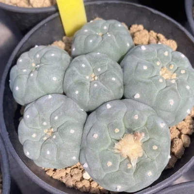 Multi Heads Ariocarpus 'Godzilla' SeedGrown Raresuculents LF WYSIWYG 10.14-5