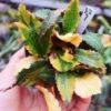 Succulent plant Euphorbia Francoisii Variegated Home Garden RootTuber random