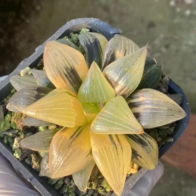 Raresucculents plants Beautiful Haworthia Atrofusca Reverse Variegated