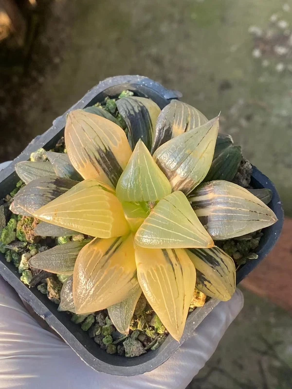 Raresucculents plants Beautiful Haworthia Atrofusca Reverse Variegated
