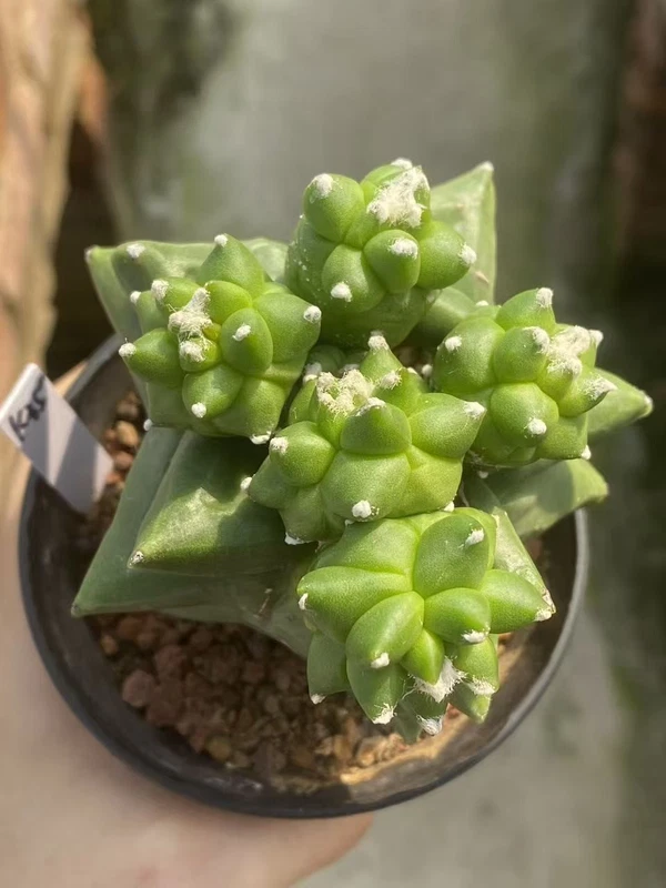Multiple heads Astrophytum myriostygma 'Kikko' SeedGrown Plants WYSIWYG K35