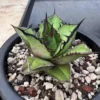 Agave oteroi “Black Flame”Beautiful RareSucculent plant agave 6-8cm