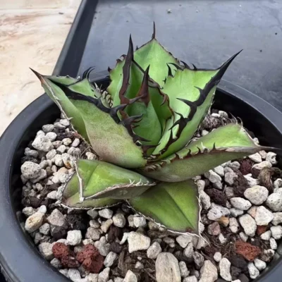 Agave oteroi “Black Flame”Beautiful RareSucculent plant agave 6-8cm