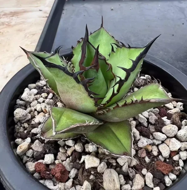 Agave oteroi “Black Flame”Beautiful RareSucculent plant agave 6-8cm