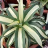 Wave leaf Agave desmetiana Variegated RareSucculent Plant Garden