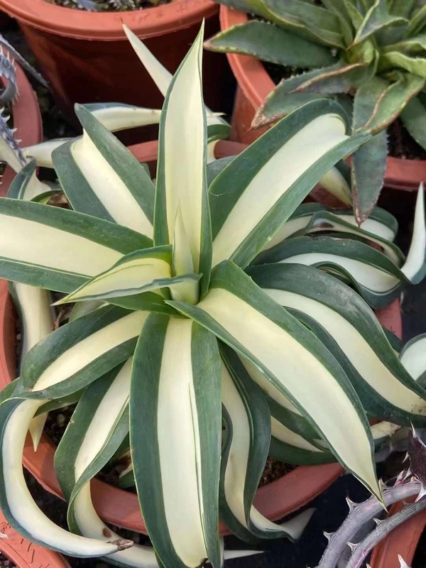 Wave leaf Agave desmetiana Variegated RareSucculent Plant Garden