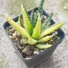 RareSucculent Plant Haworthia pumila Variegated garden Decoration Boutique