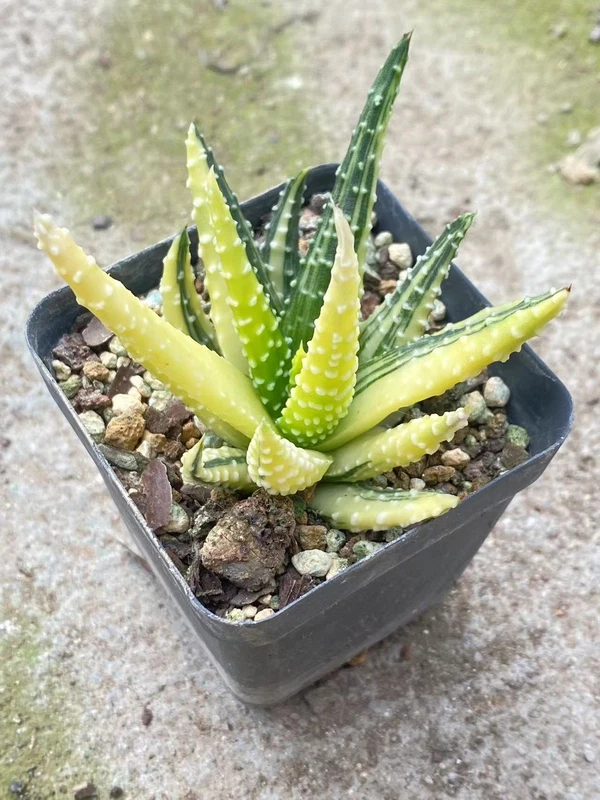 RareSucculent Plant Haworthia pumila Variegated garden Decoration Boutique