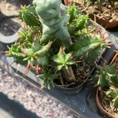 Euphorbia horrida monstrose cactus Cacti Succulent real plant