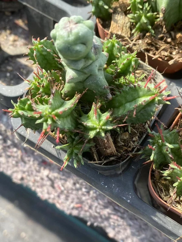 Euphorbia horrida monstrose cactus Cacti Succulent real plant