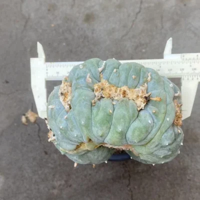 Ariocarpus 'Godzilla' RareSucculents WYSIWYG Garden Décor Boutique