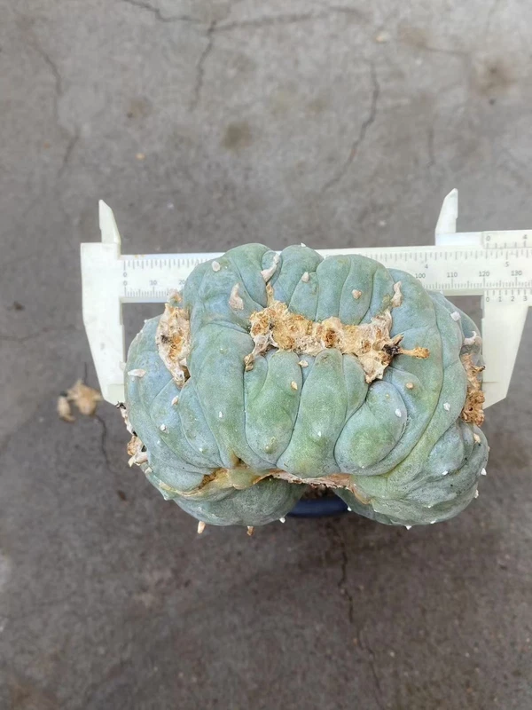 Ariocarpus 'Godzilla' RareSucculents WYSIWYG Garden Décor Boutique