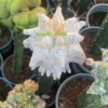 Succulent Plant White Astrophytum myriostigma 'Onzuka' Kitsukow random