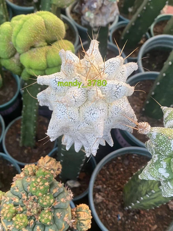 Succulent Plant White Astrophytum myriostigma 'Onzuka' Kitsukow random