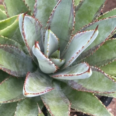 Succulent Plant Mangave bloodline Agave americana L. Beautifu Plant 7-9cm