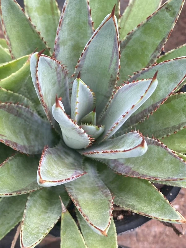 Succulent Plant Mangave bloodline Agave americana L. Beautifu Plant 7-9cm