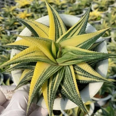 Haworthia limifolia Marl Var Succulent plants potted Plants Home Garden Bonsai