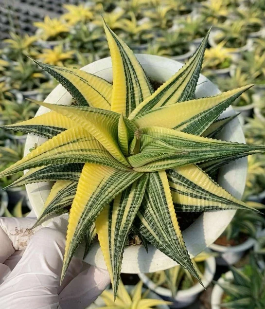 Haworthia limifolia Marl Var Succulent plants potted Plants Home Garden Bonsai