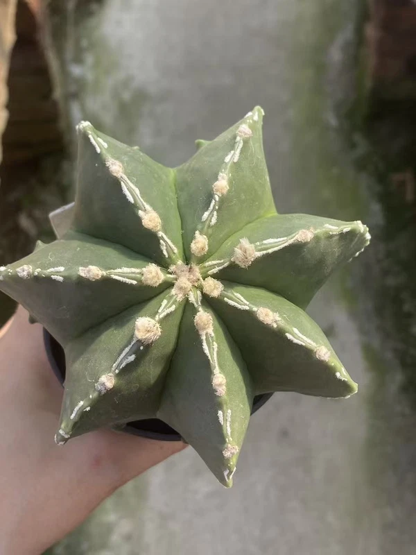 Astrophytum myriostygma Seedgrown Raresuculents plants WYSIWYG #250