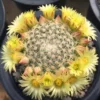 3PCS Cactus Plants Mammillaria Solisioides Beautiful Plants RareCactus