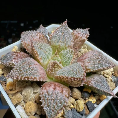 2PCS RareSucculent Plant Haworthia Comptioniana Rainbow Crab Liliaceae Pot 6CM