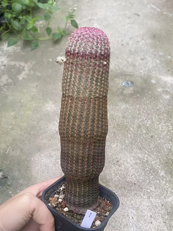 OLD RareSucculent cactus Plants echinocereus rigidissimus seedgrowth WYSIWYG 1