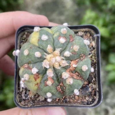 Succulent Plant Astrophytum asterias Seedgrown WYSIWYG Unique