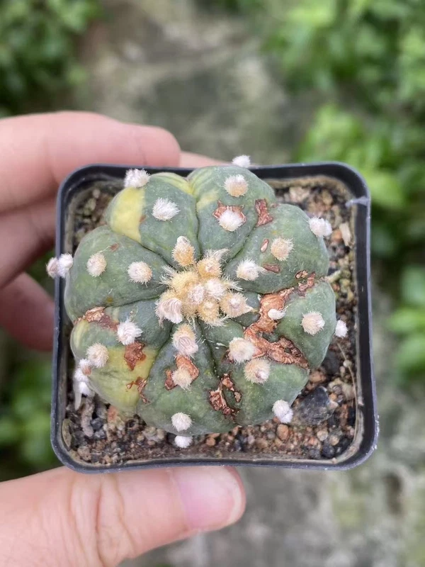 Succulent Plant Astrophytum asterias Seedgrown WYSIWYG Unique