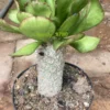RareSucculent Plant Euphorbia grandicornis Garden Decor high13-17CM