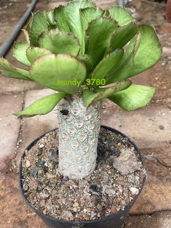 RareSucculent Plant Euphorbia grandicornis Garden Decor high13-17CM