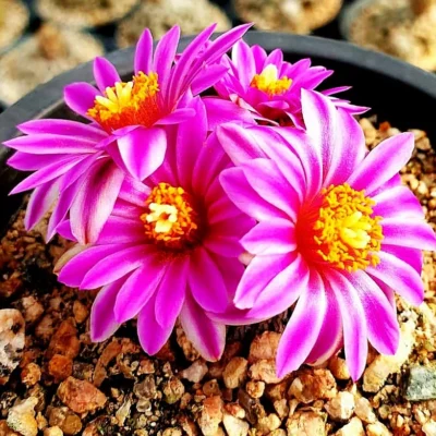 10PCS Turbinicarpus pseudopectinatus cactus Succulent Home Bonsai seedgrowth