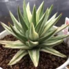 Haworthia Marginata 'White Edge' variegated read description home garden 5-7cm
