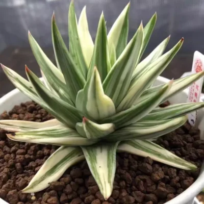 Haworthia Marginata 'White Edge' variegated read description home garden 5-7cm
