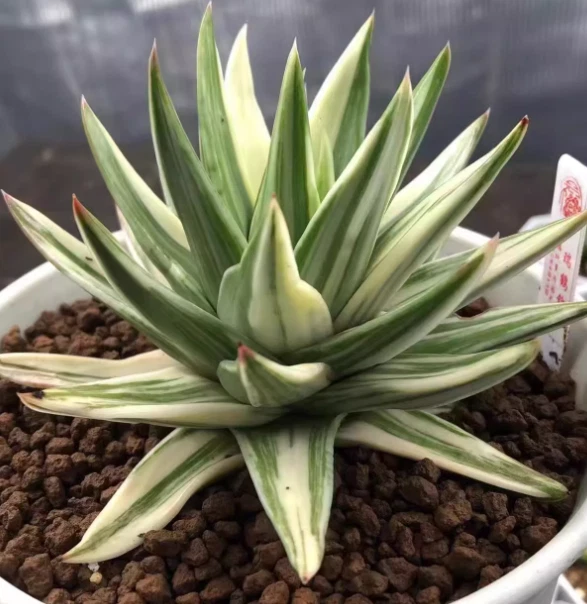 Haworthia Marginata 'White Edge' variegated read description home garden 5-7cm