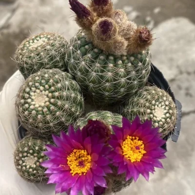 Multi-Head Succulent Notocactus uebelmannianus cactus Cacti Succulent plant 8-9C