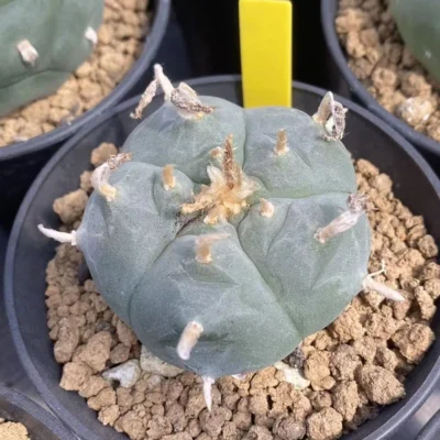 RareSucculent Plant LW Cactus seedgrowth Boutique Garden Decor WYSIWYG 10.14-3