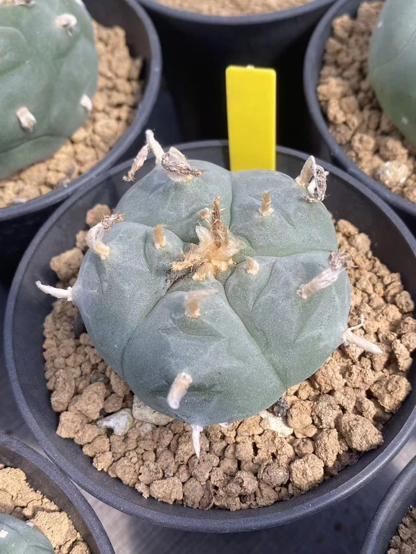 RareSucculent Plant LW Cactus seedgrowth Boutique Garden Decor WYSIWYG 10.14-3