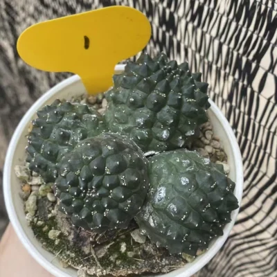 Multi-head Euphorbia gymnocalycioides RareSucculent cactus Plant Garden WYSIWYG