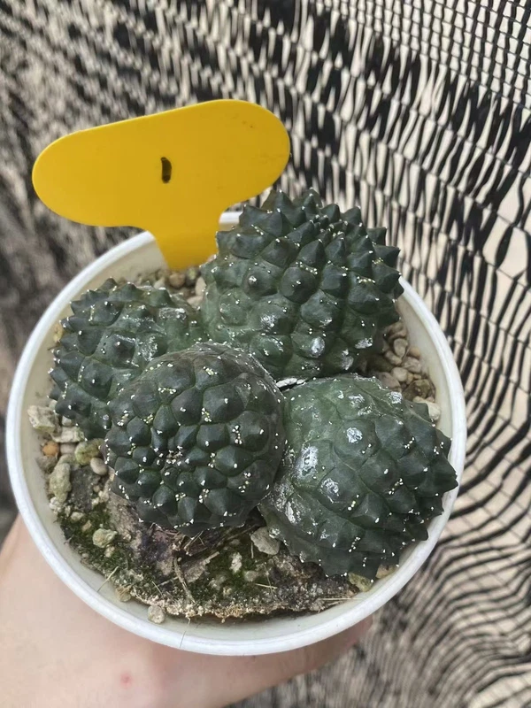 Multi-head Euphorbia gymnocalycioides RareSucculent cactus Plant Garden WYSIWYG