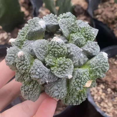 Ariocarpus 'Godzilla' Multi Heads RareSucculents Garden Décor Boutique WYSIWYG2