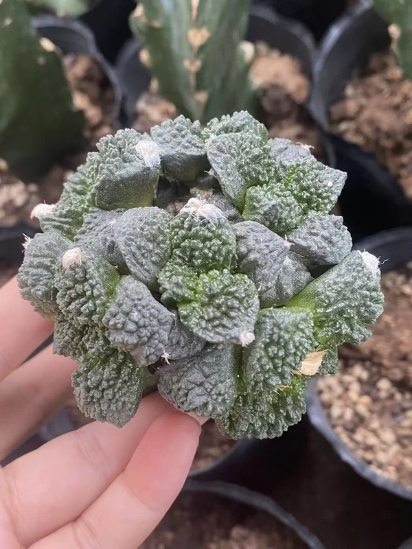 Ariocarpus 'Godzilla' Multi Heads RareSucculents Garden Décor Boutique WYSIWYG2