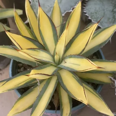 RareSucculents Agave Burnt Burgundy medium-variegated Agavaceae Home Garden 10CM