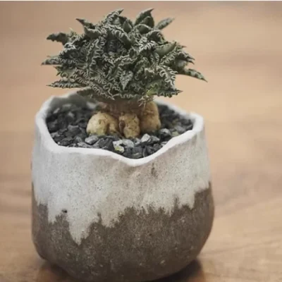 RareSucculent Plant Euphorbia tulearensis seedgrown Garden Décor 3-4CM