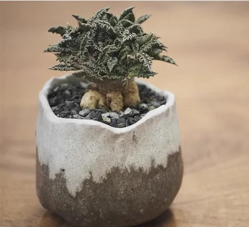 RareSucculent Plant Euphorbia tulearensis seedgrown Garden Décor 3-4CM