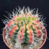 Gymnocalycium anisitii variegata cactus plants potted Plants Garden Bonsai 6cm