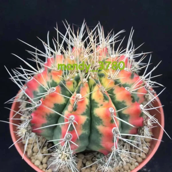 Gymnocalycium anisitii variegata cactus plants potted Plants Garden Bonsai 6cm