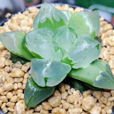 2PCS RareSucculent plant Haworthia Life of city Plants Home .Garden Bonsai