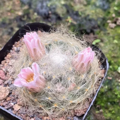 3-4cm RareSucculent plant Mammillaria aureilanata OwnRoot