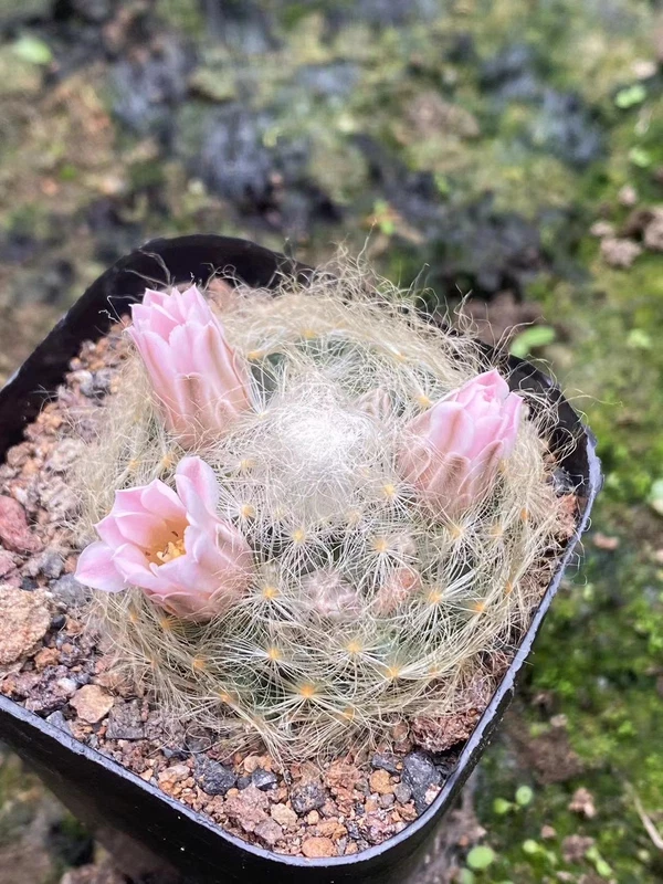 3-4cm RareSucculent plant Mammillaria aureilanata OwnRoot